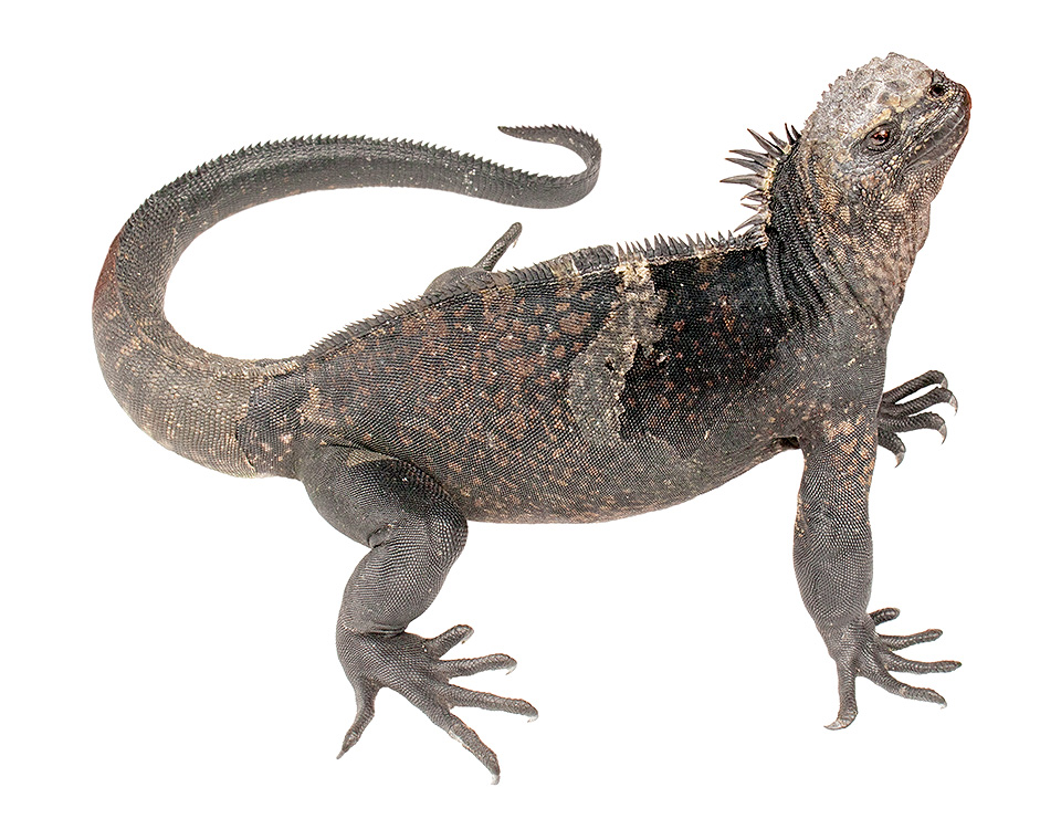 Subadult male Amblyrhynchus cristatus