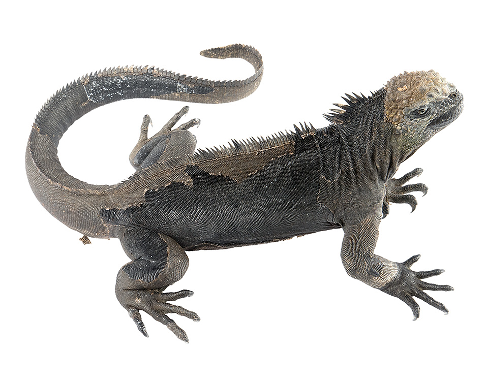 Subadult male Amblyrhynchus cristatus
