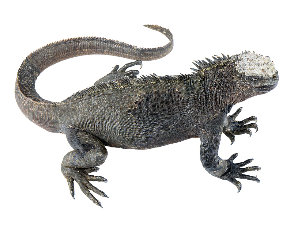 Subadult male Amblyrhynchus cristatus