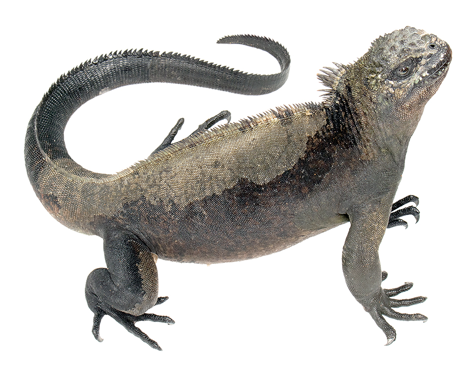 Subadult male Amblyrhynchus cristatus