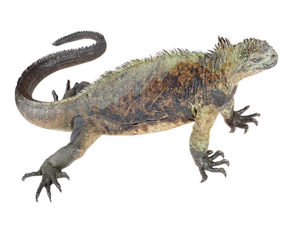 Subadult male Amblyrhynchus cristatus