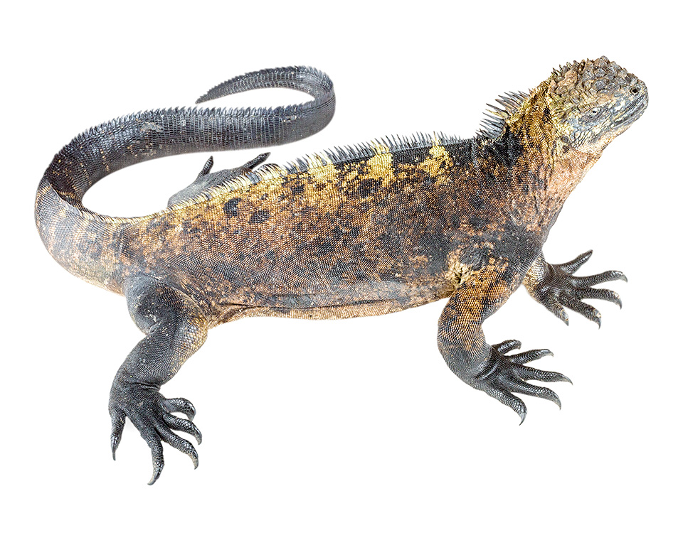 Subadult male Amblyrhynchus cristatus