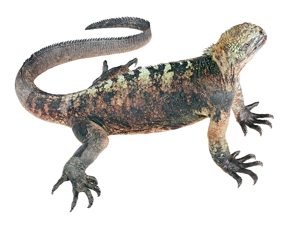 Subadult male Amblyrhynchus cristatus