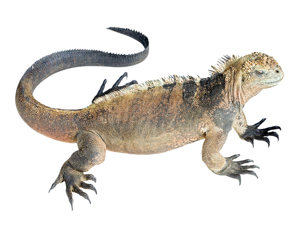 Subadult male Amblyrhynchus cristatus
