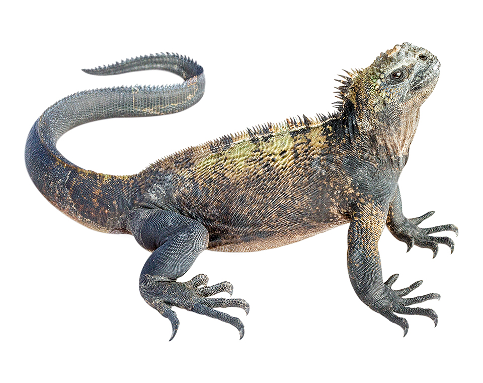 Subadult male Amblyrhynchus cristatus
