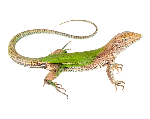 Adult female Ameiva ameiva