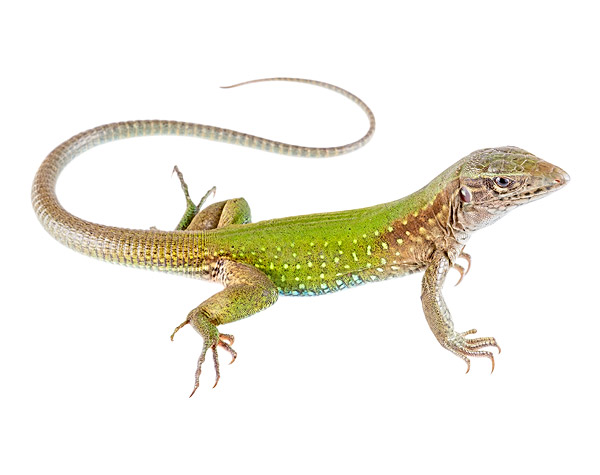 Adult female Ameiva ameiva