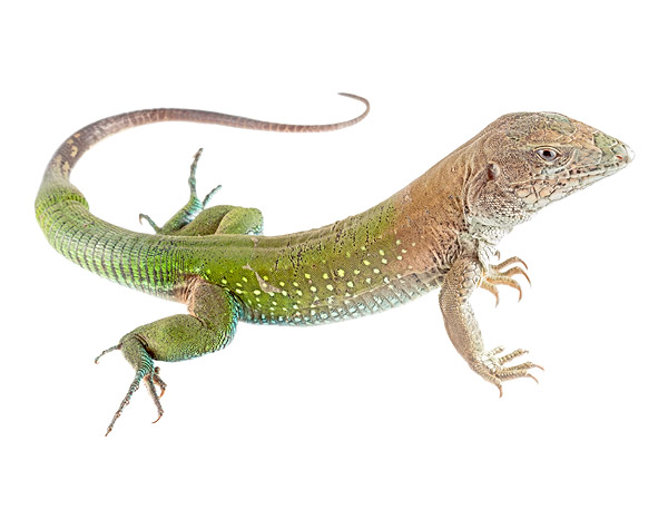 Adult male Ameiva ameiva