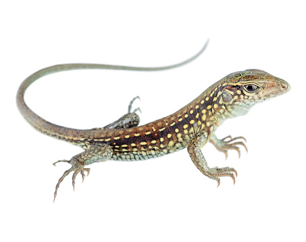 Juvenile Ameiva ameiva