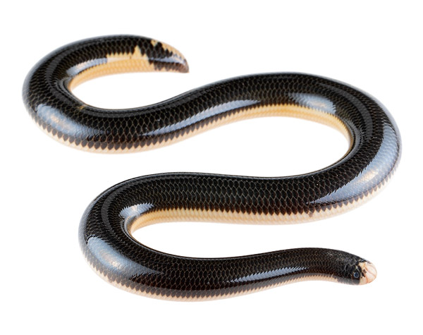 Worm Snakes