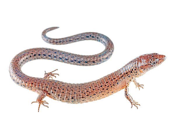 Adult female Andinosaura aurea
