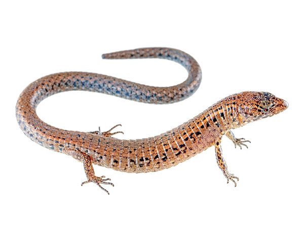 Adult female Andinosaura aurea