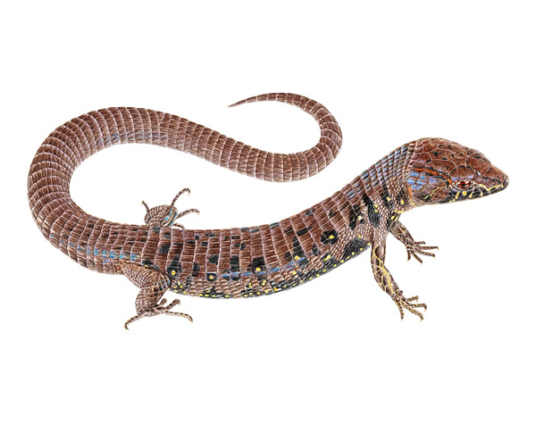 Adult male Andinosaura hyposticta