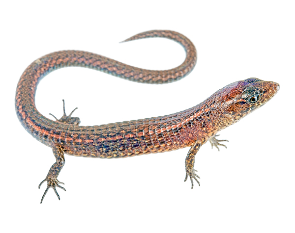 Juvenile Andinosaura vespertina
