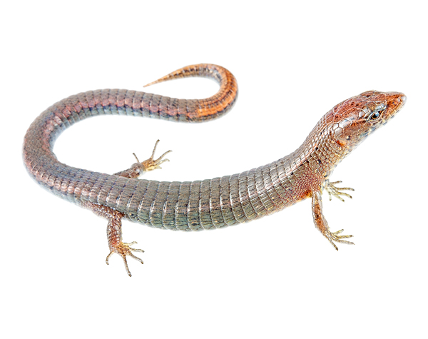 Subadult female Andinosaura vespertina