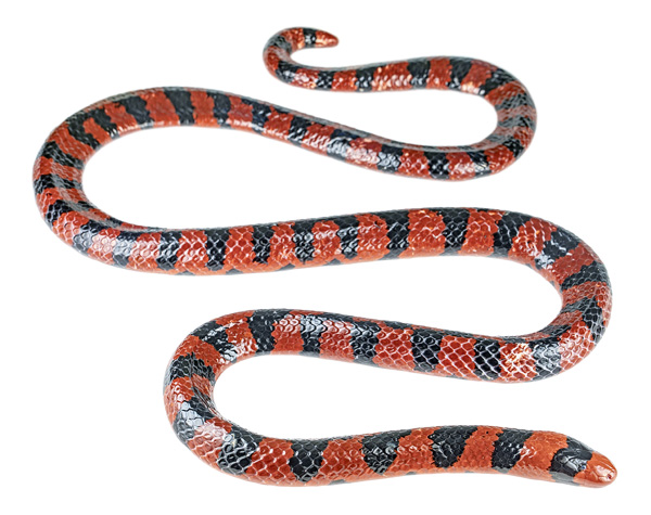 Anilius scytale