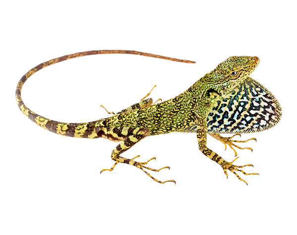 Anolis aequatorialis