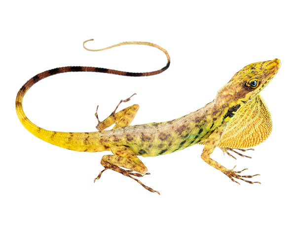 Anolis anchicayae