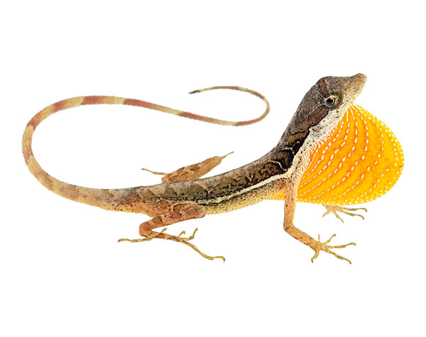 Adult male Anolis binotatus