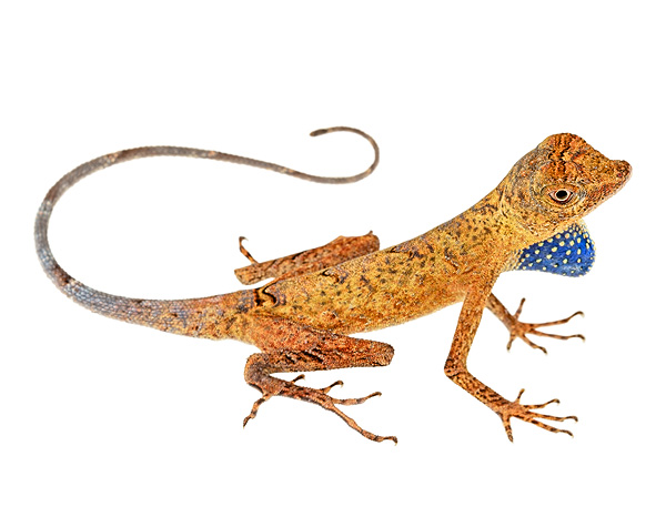Anolis bombiceps