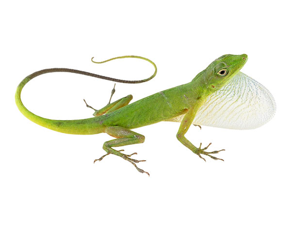 Anolis chloris