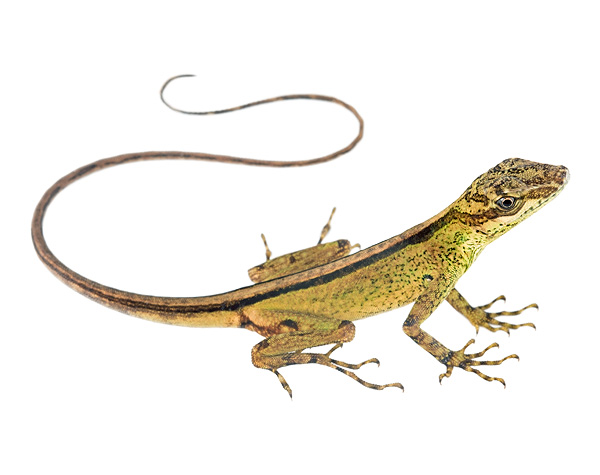 Adult female Anolis dracula