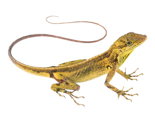 Adult female Anolis dracula