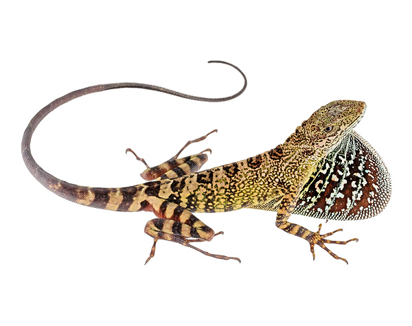 Adult male Anolis dracula