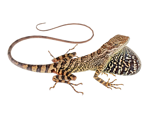 Adult male Anolis dracula