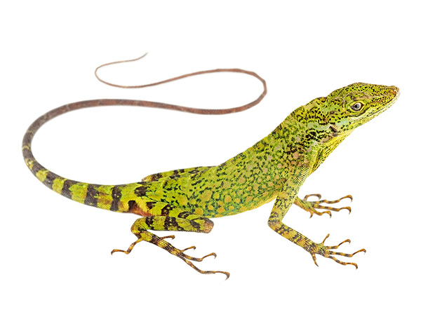 Adult male Anolis dracula