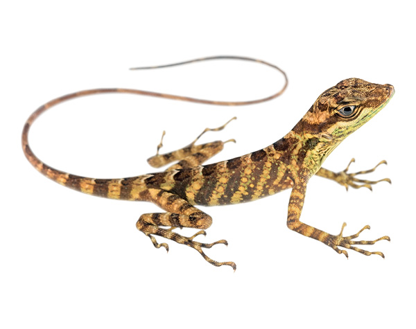 Juvenile Anolis dracula