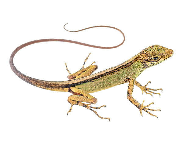 Juvenile female Anolis dracula