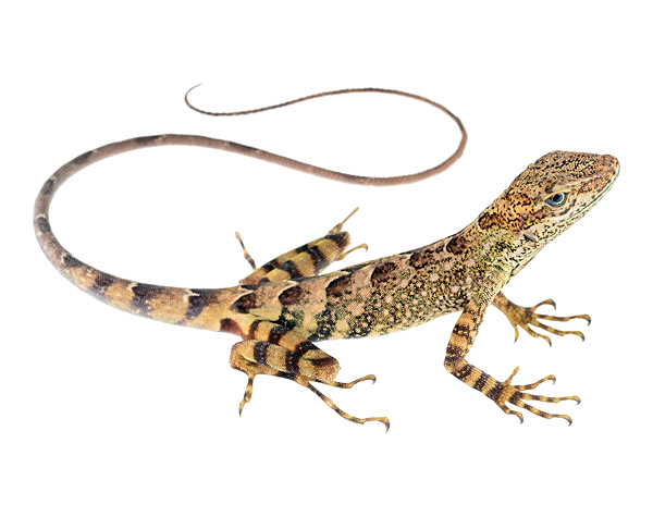 Subadult male Anolis dracula