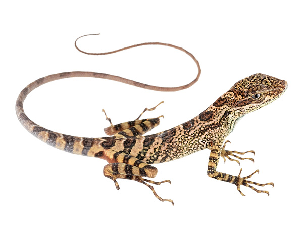 Subadult male Anolis dracula