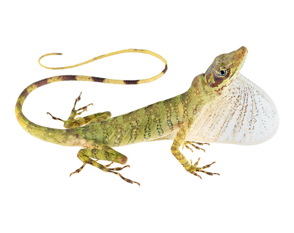 Anolis fasciatus