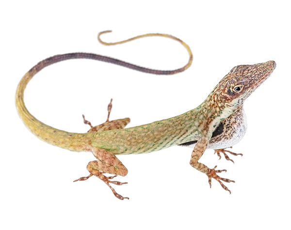 Anolis festae