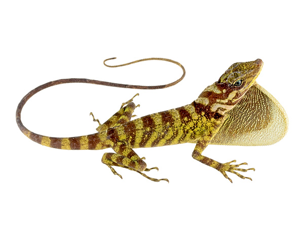 Anolis fitchi