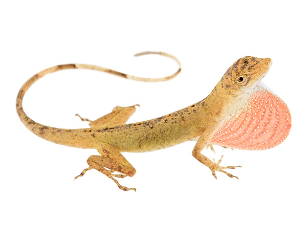 Anolis fuscoauratus