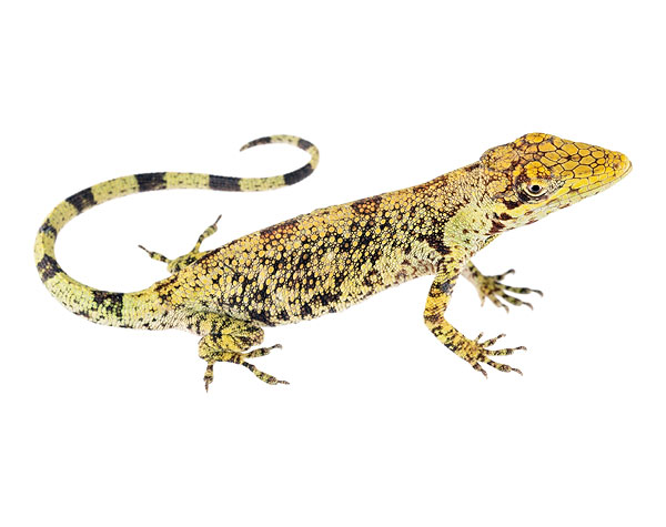 Adult female Anolis heterodermus