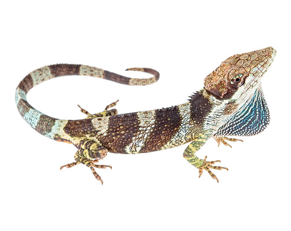 Adult male Anolis heterodermus