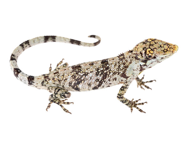 Juvenile male Anolis heterodermus