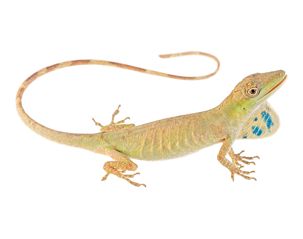 Adult female Anolis hyacinthogularis