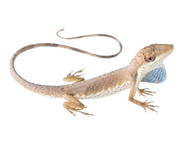 Adult male Anolis hyacinthogularis