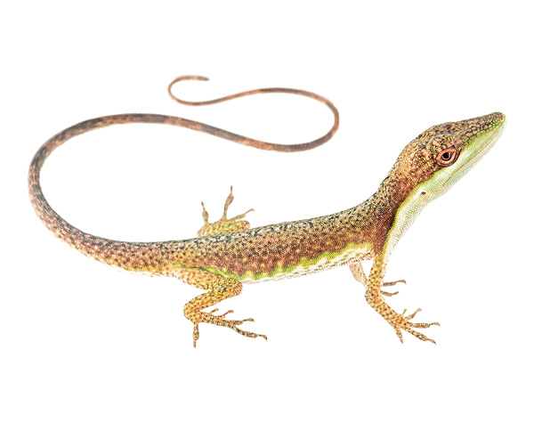 Subadult female Anolis hyacinthogularis