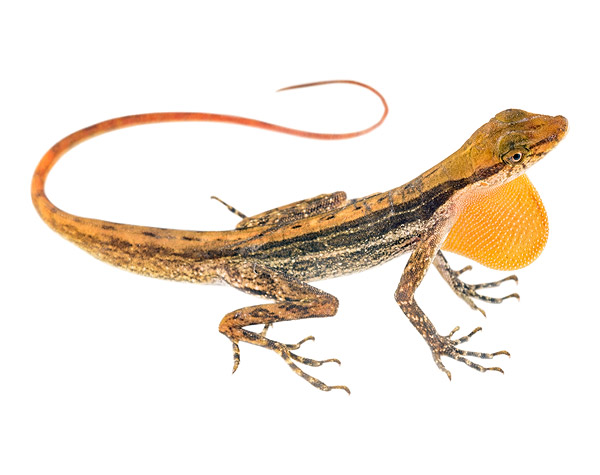 Anolis lynchi