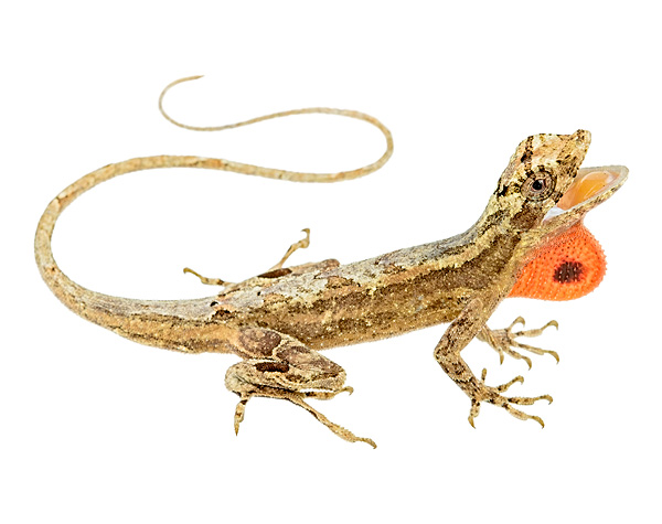 Anolis lyra