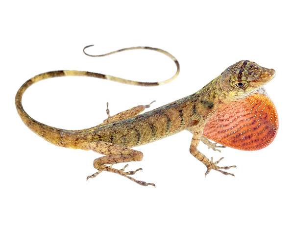 Anolis maculiventris