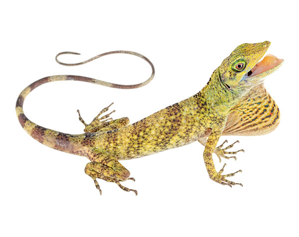 Adult female Anolis nemonteae