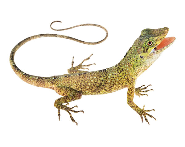 Subadult female Anolis nemonteae