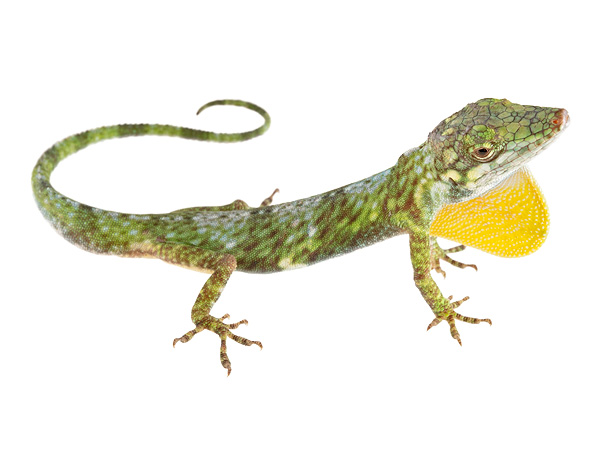 Anoles